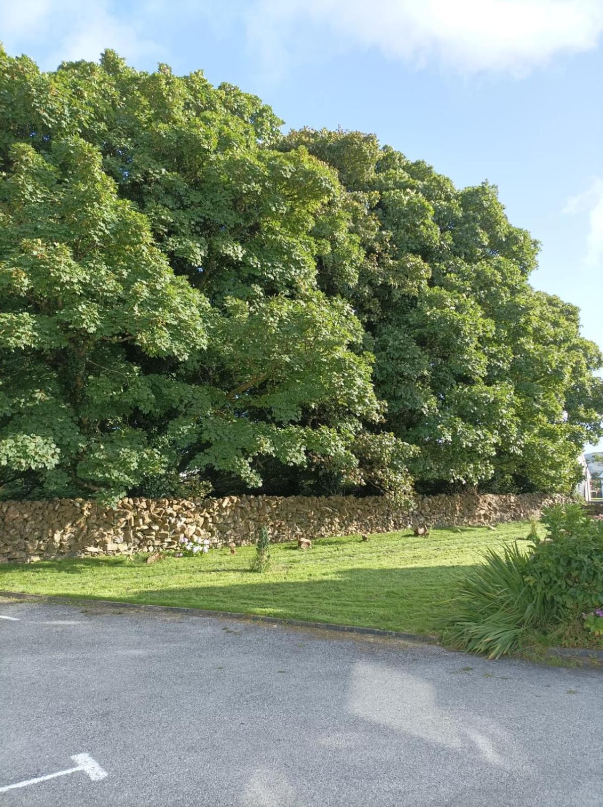 Mountain View Guesthouse Oughterard Luaran gambar